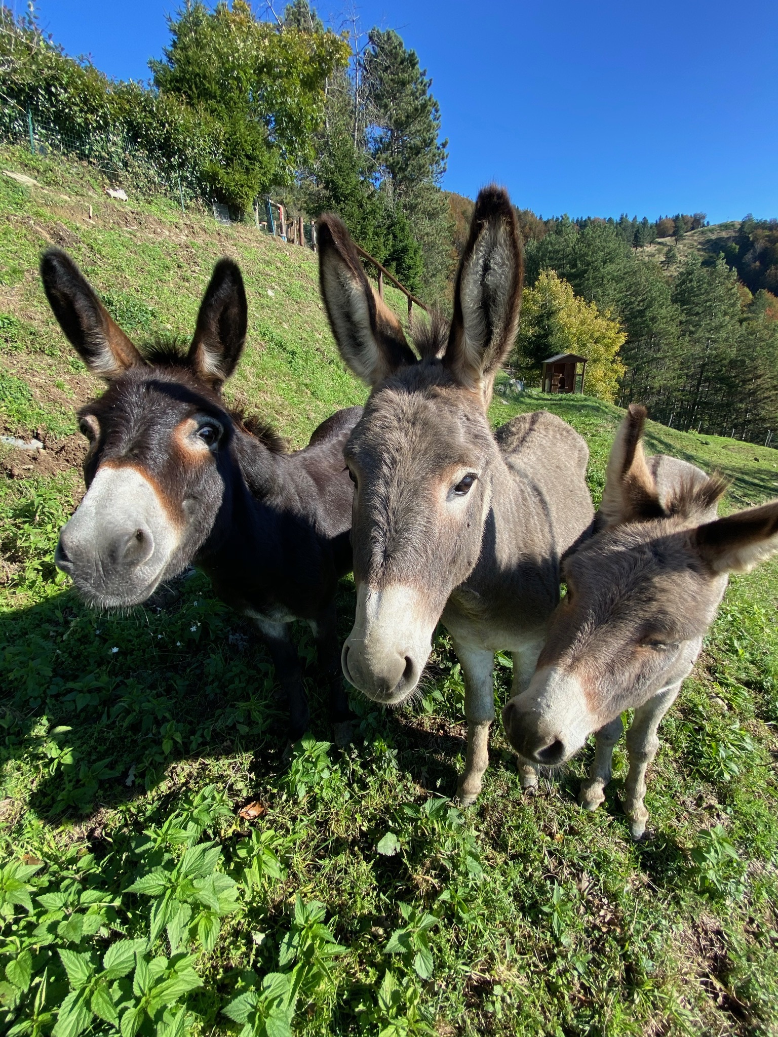 Fauna nei pressi del rifugio